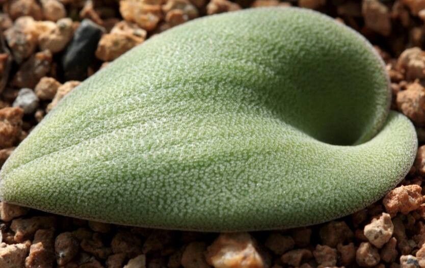 Lachenalia trichophylla — houseplant care guide