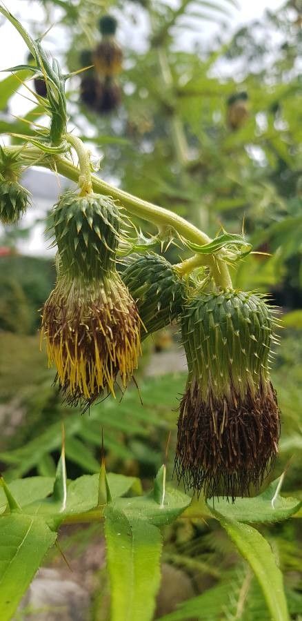 Cirsium lanatum flower