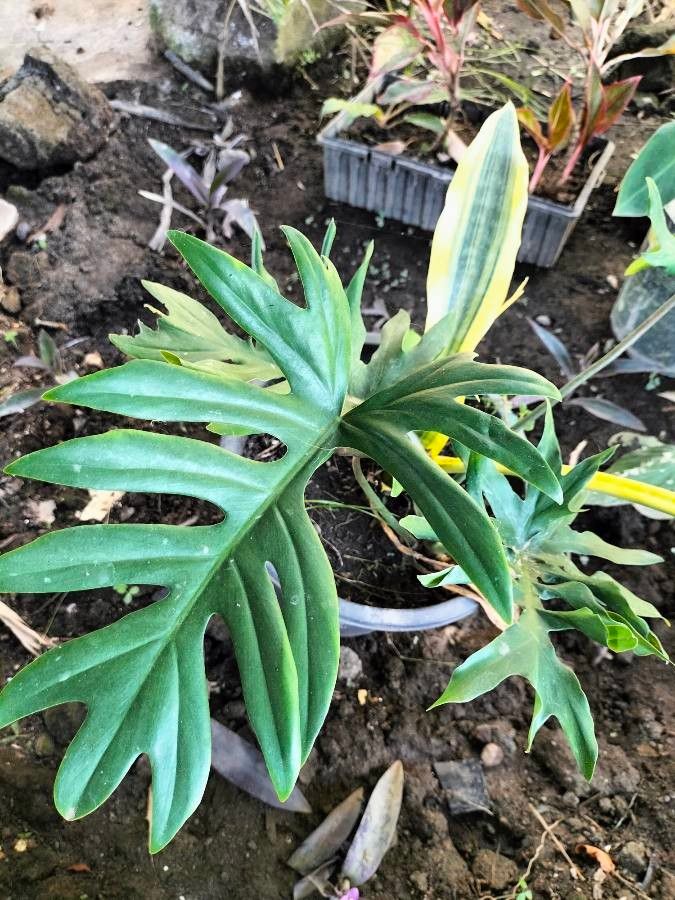 Philodendron radiatum — search result for 'Philodendron'