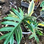 Philodendron radiatum