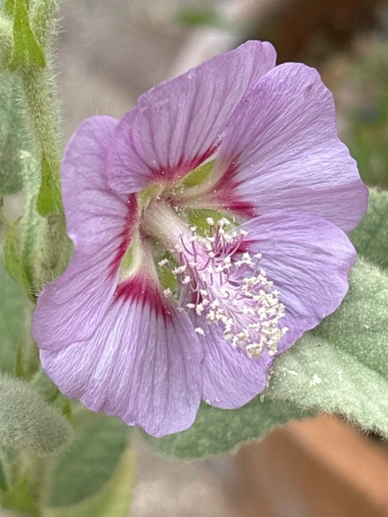 Malva oblongifolia flower