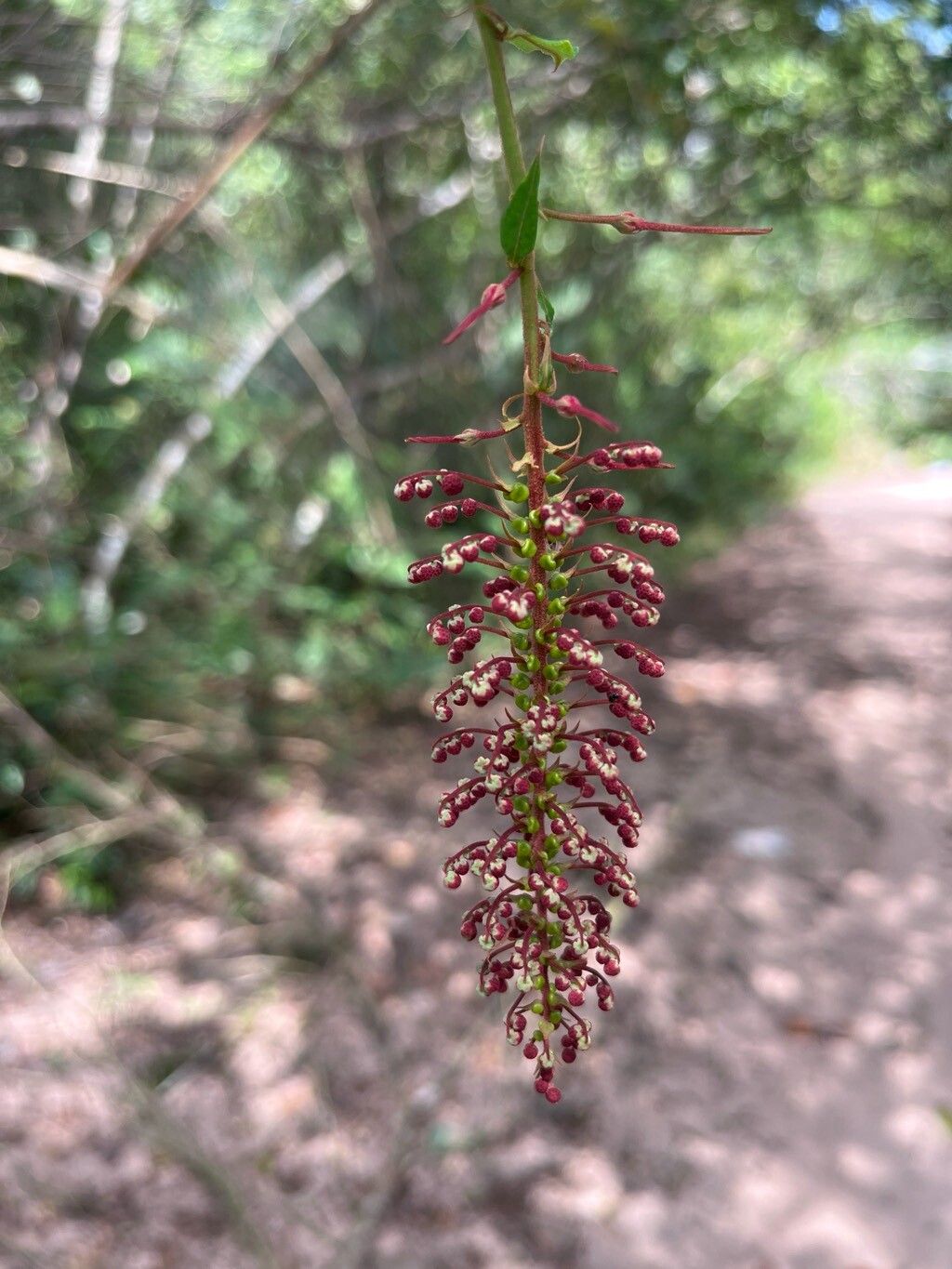 Mabea angustifolia flower