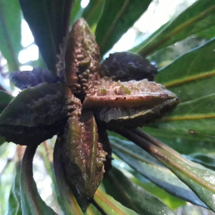 Pittosporum collinum fruit