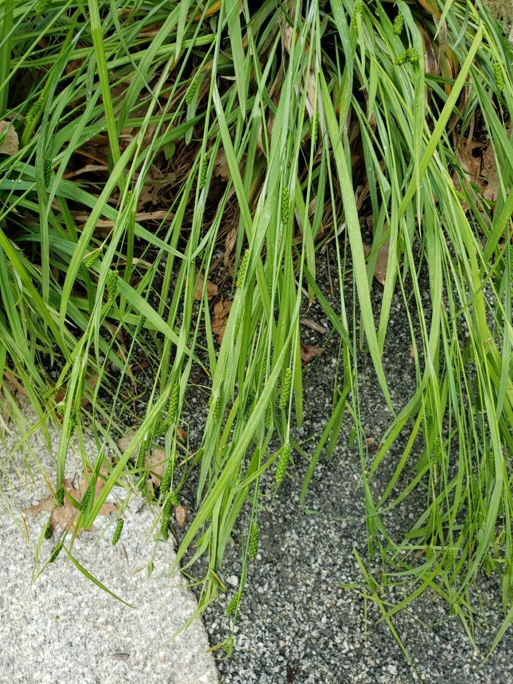Carex granularis — clay tolerant houseplant