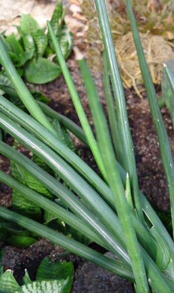 Dracaena raffillii — search result for 'Dracaena'