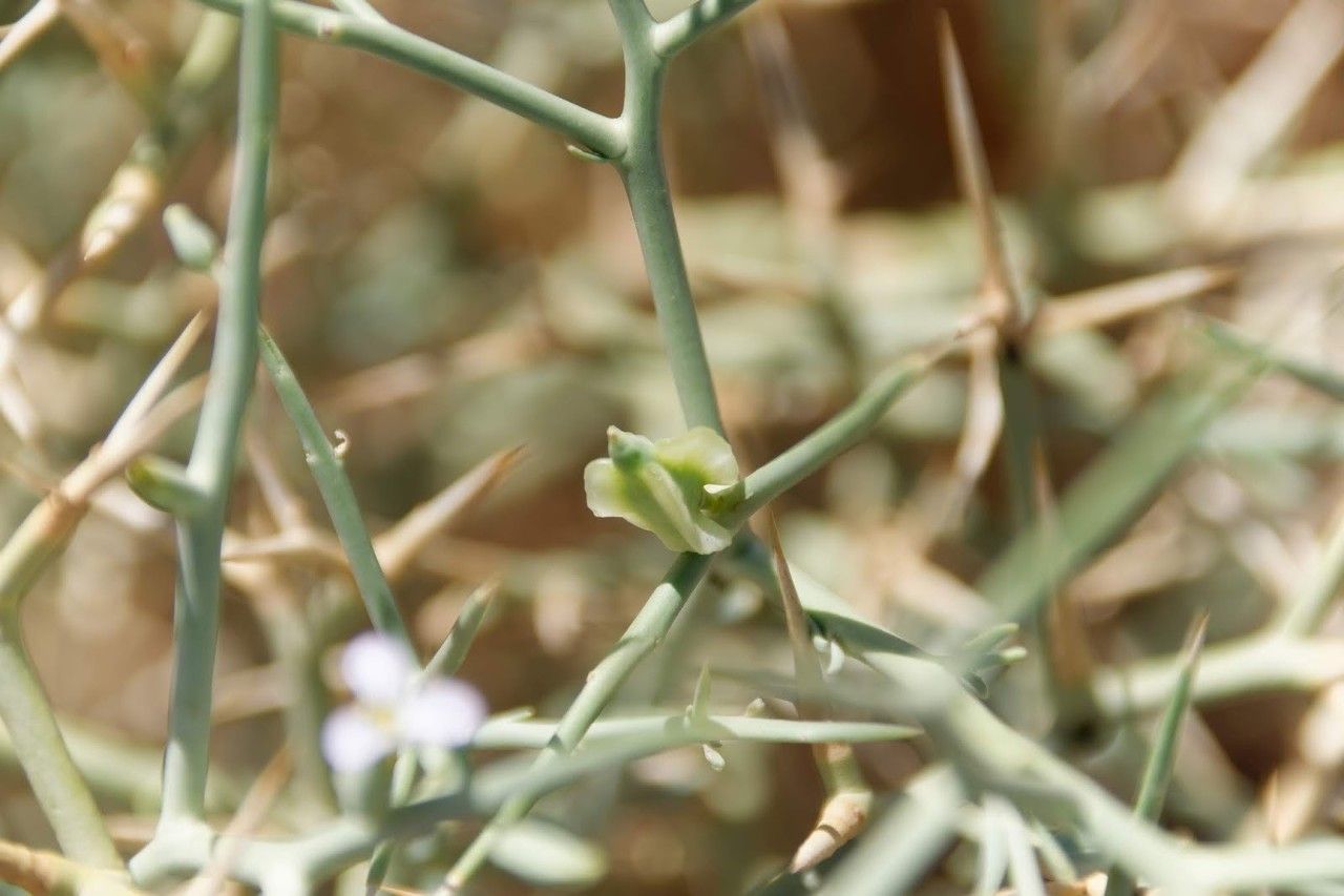 Zilla macroptera fruit