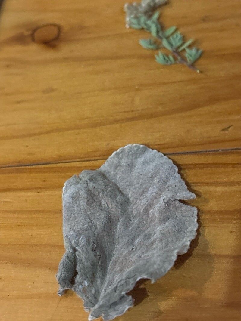 Sideritis cretica — search result for 'Sideritis'