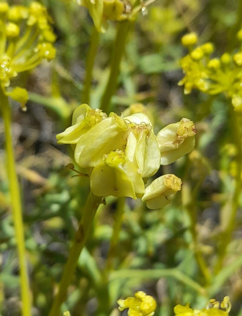 Azorella prolifera fruit