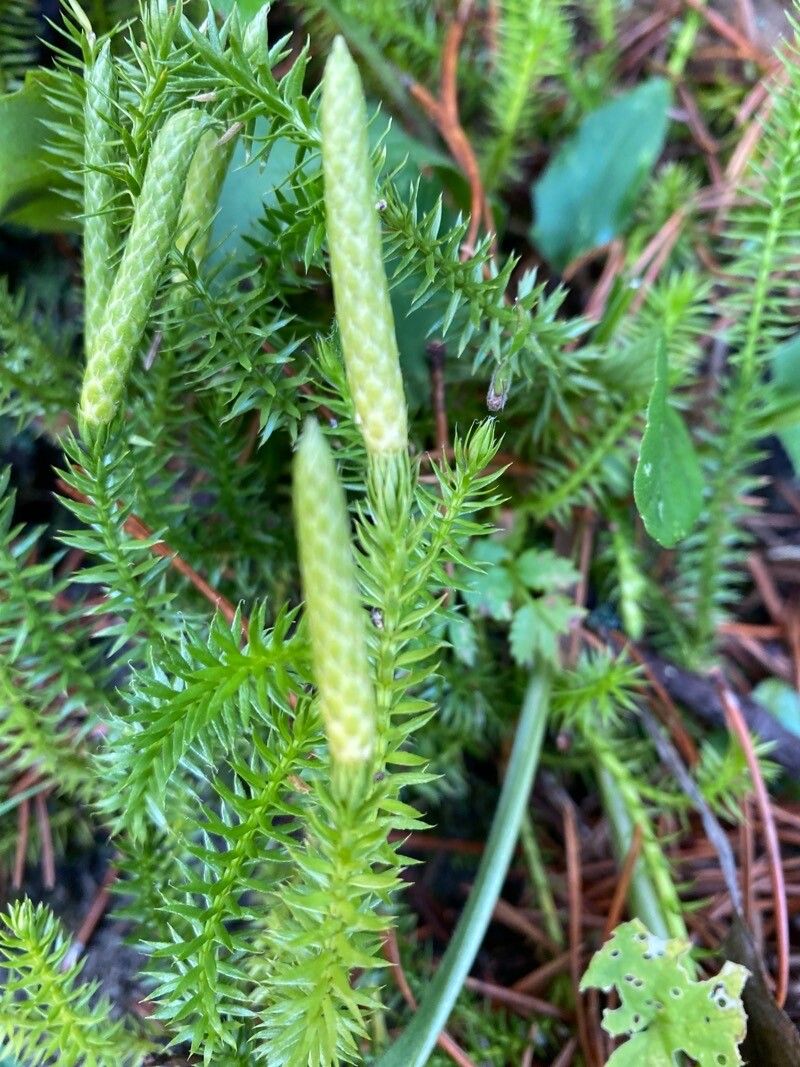 Lycopodium annotinum fruit