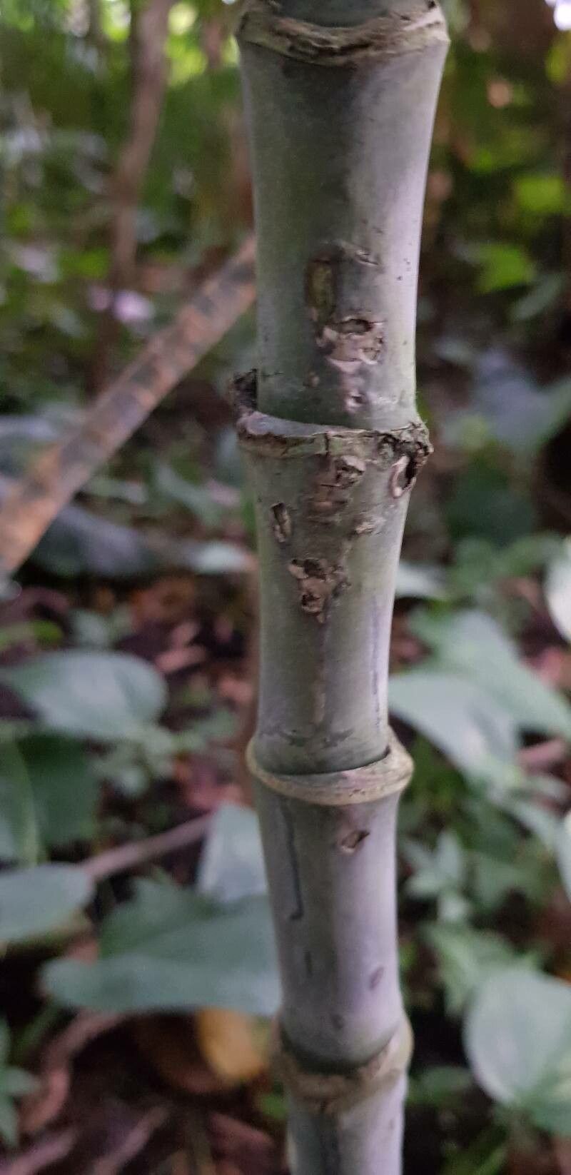 Chamaedorea oblongata bark