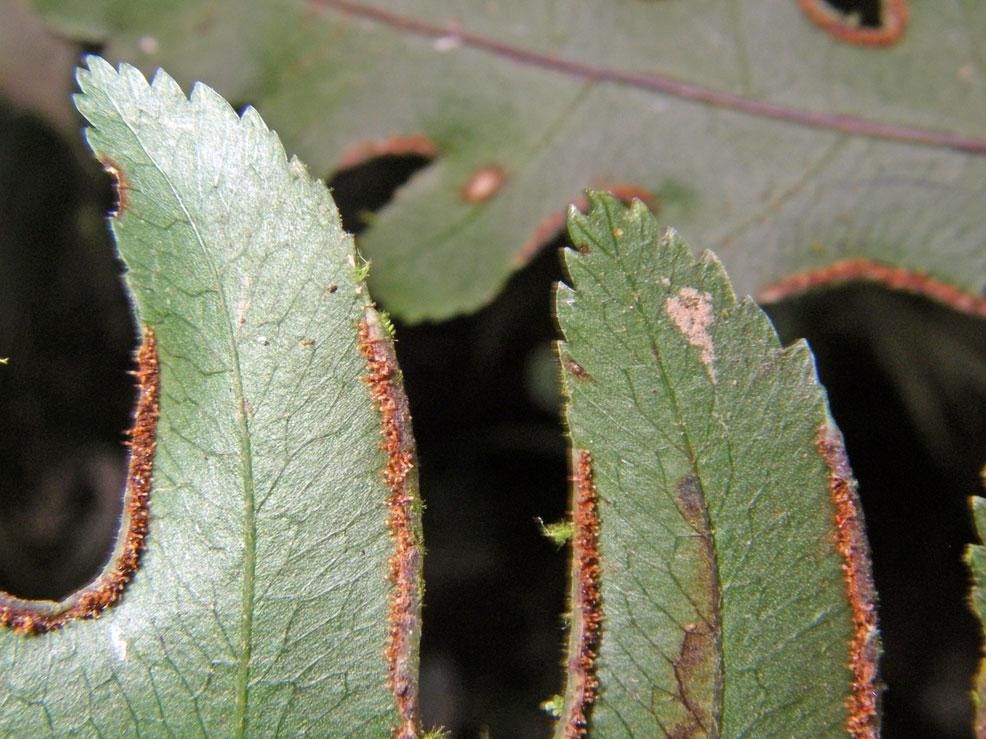 Pteris propinqua — search result for 'Pteris'