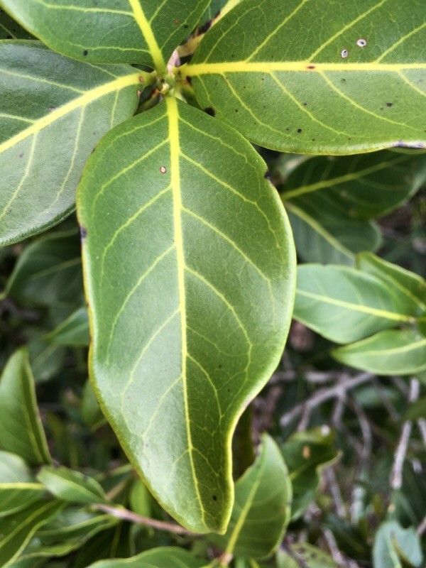 Guettarda glabrescens leaf