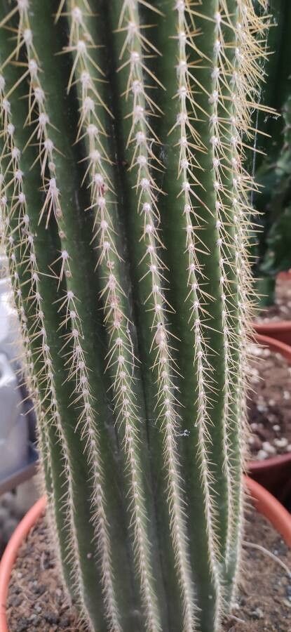 Neobuxbaumia polylopha bark