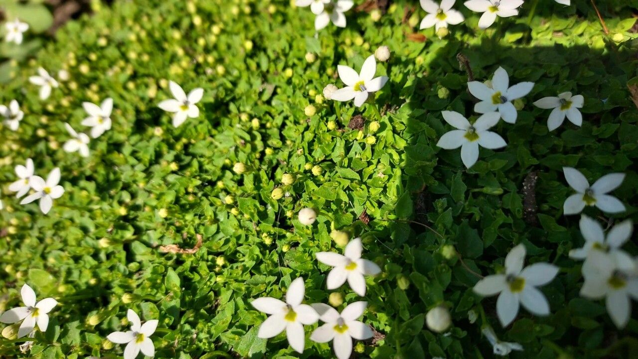 Arenaria balearica leaf