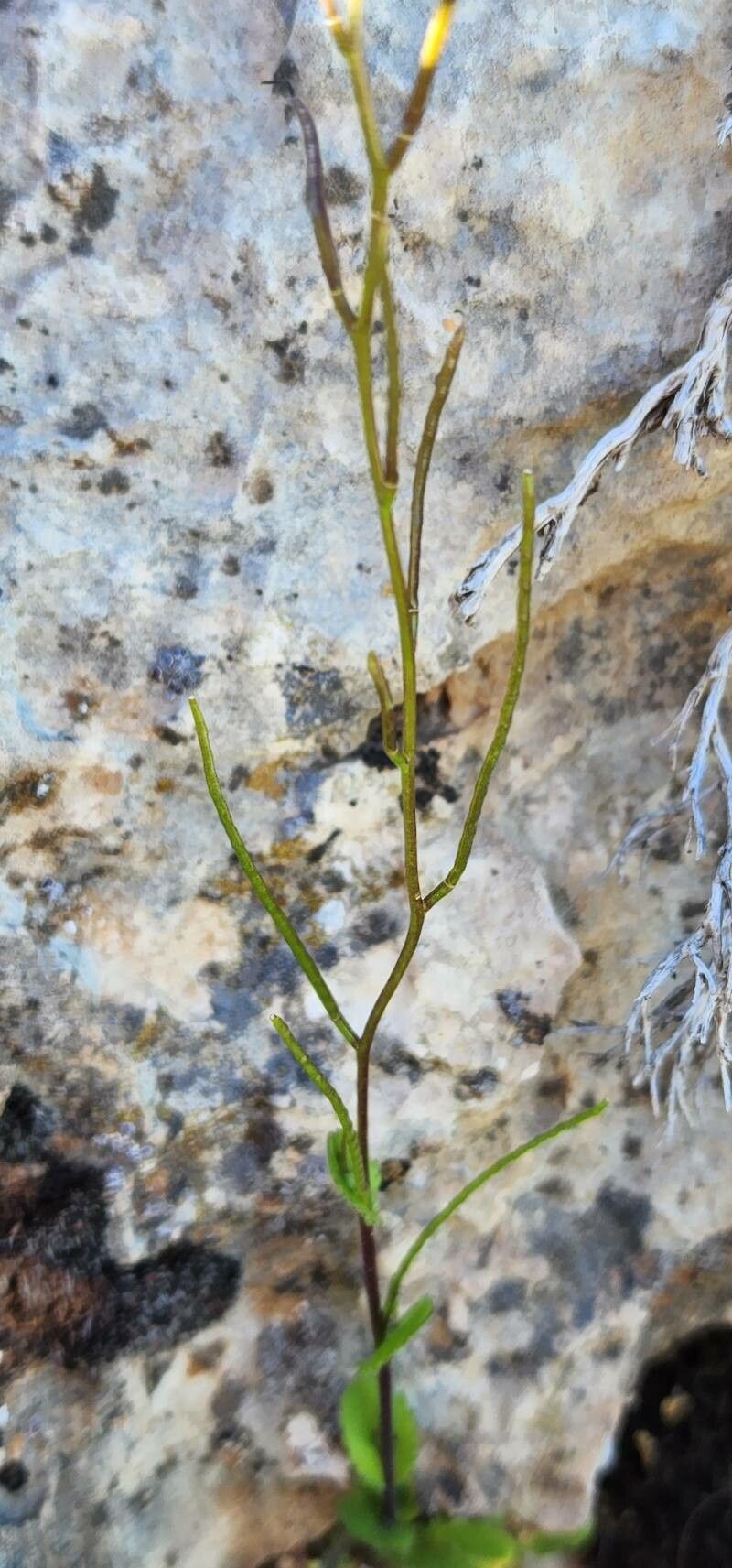 Arabis aucheri fruit