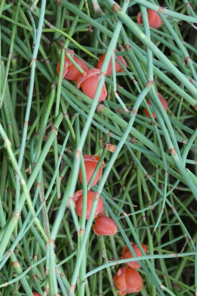 Ephedra distachya — search result for 'Kazakhstan'
