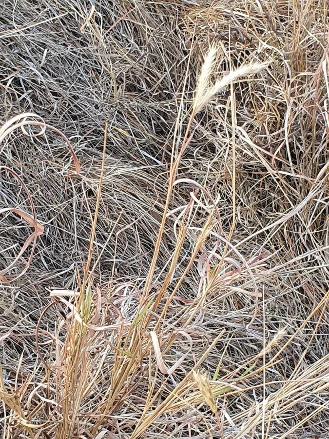 Andropogon schirensis habit