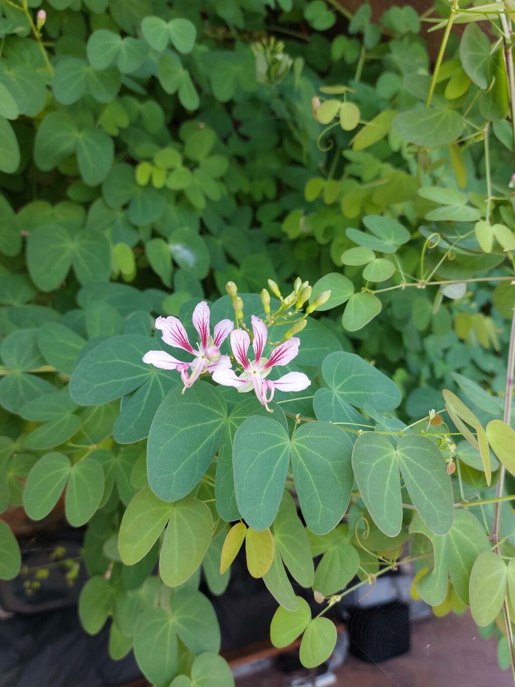 Phanera yunnanensis flower