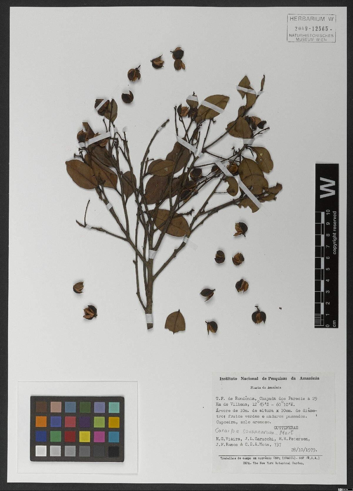 Caraipa savannarum fruit