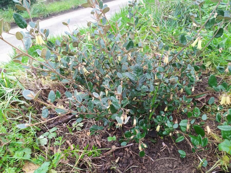 Correa backhouseana habit