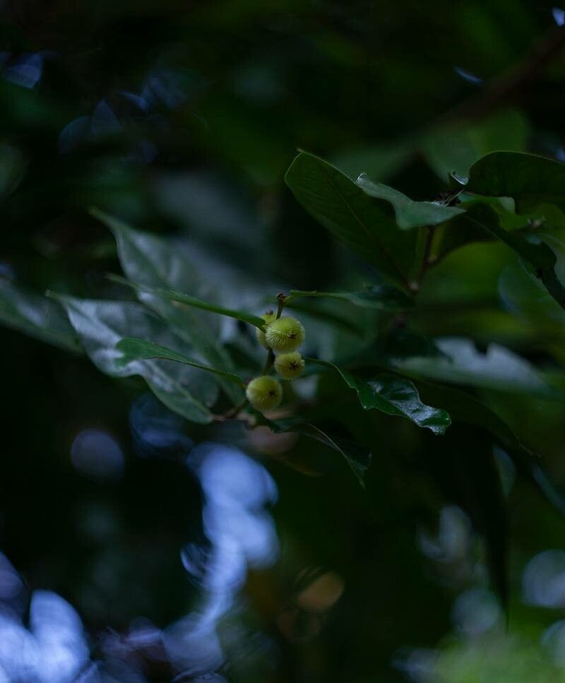 Mitrephora wangii fruit