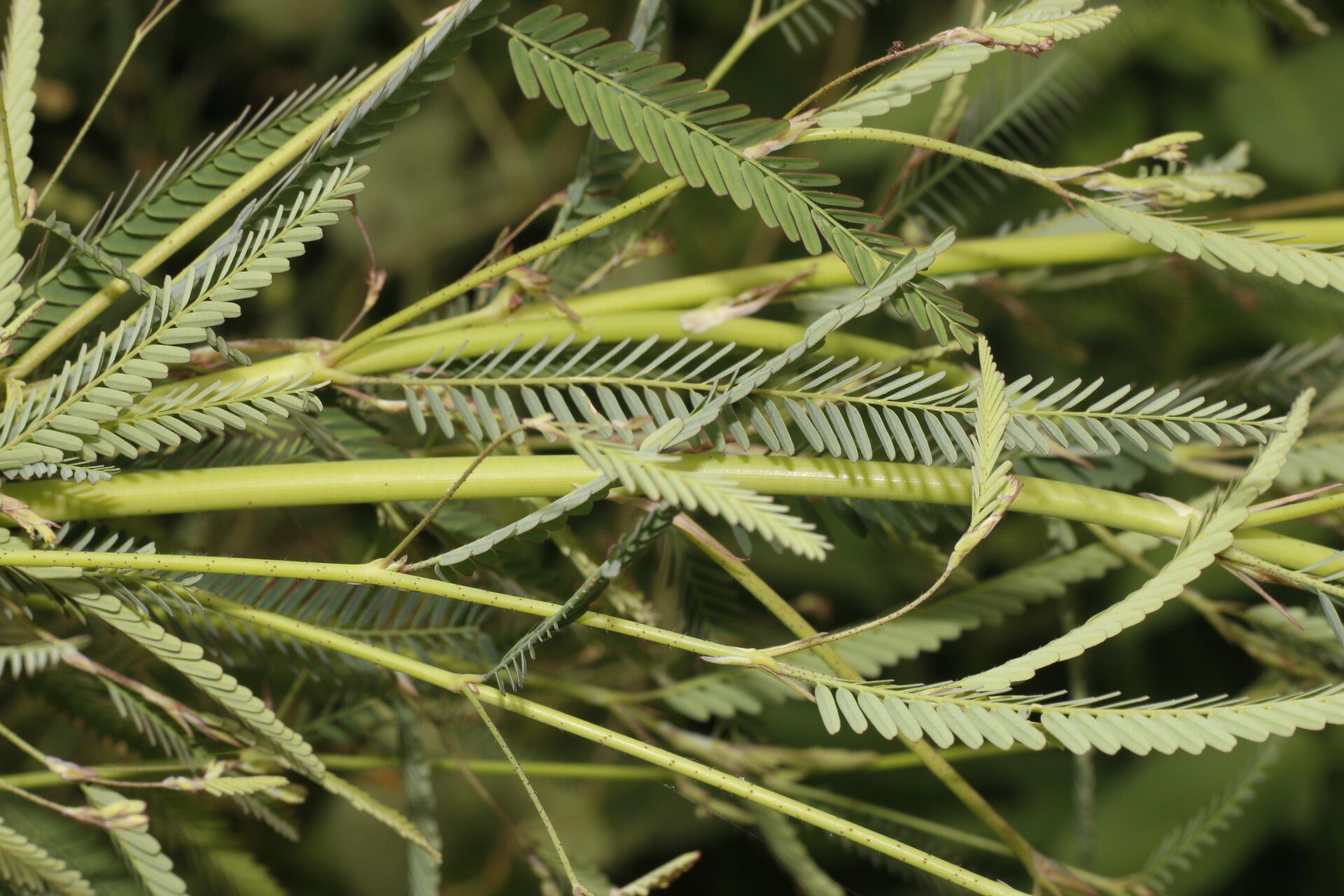 Aeschynomene filosa — houseplant care guide