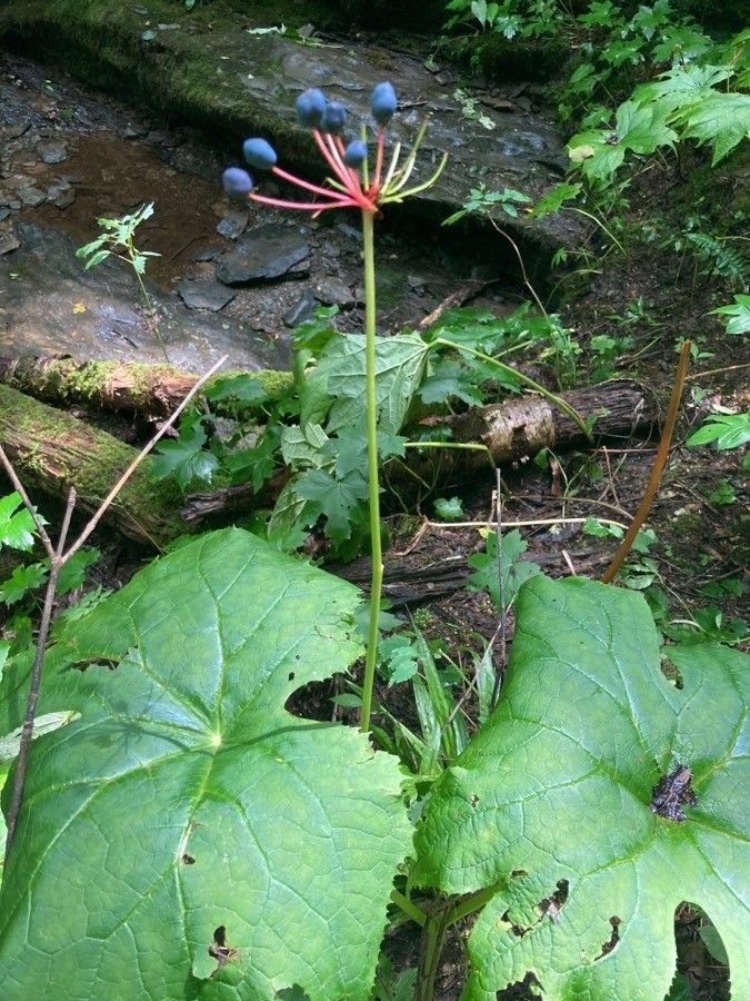 Diphylleia cymosa fruit