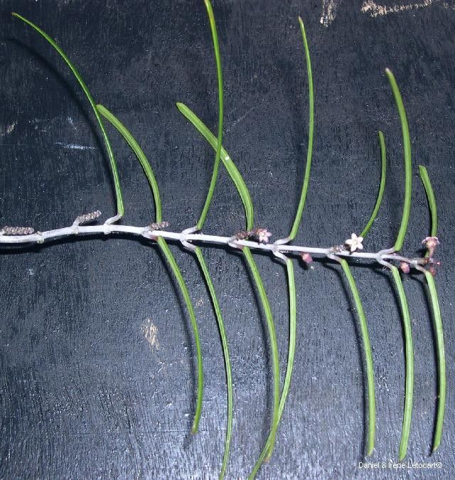 Leichhardtia assimulata habit