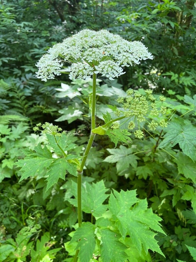 Heracleum maximum flower