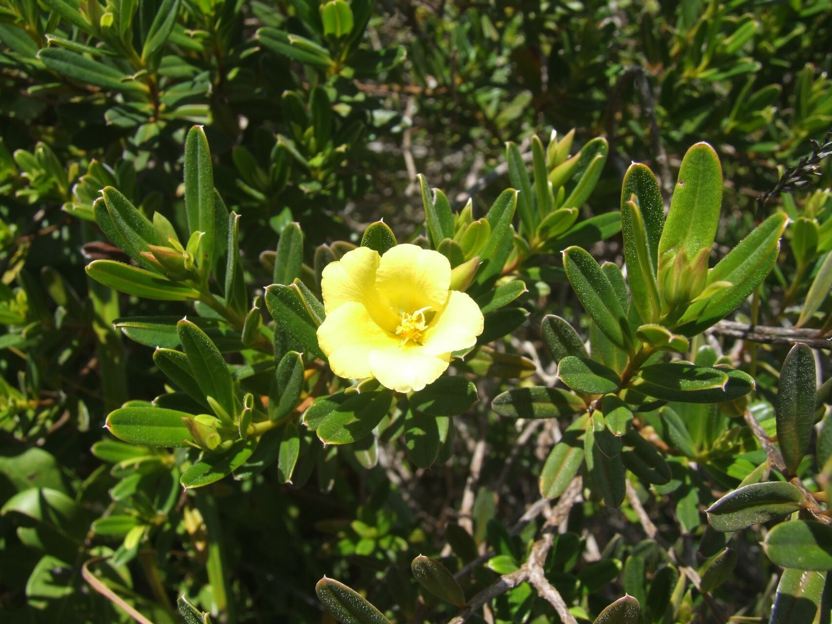 Hibbertia pulchella — houseplant care guide