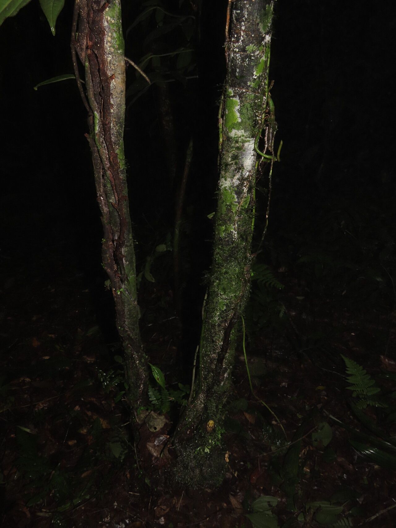 Morisonia discolor habit