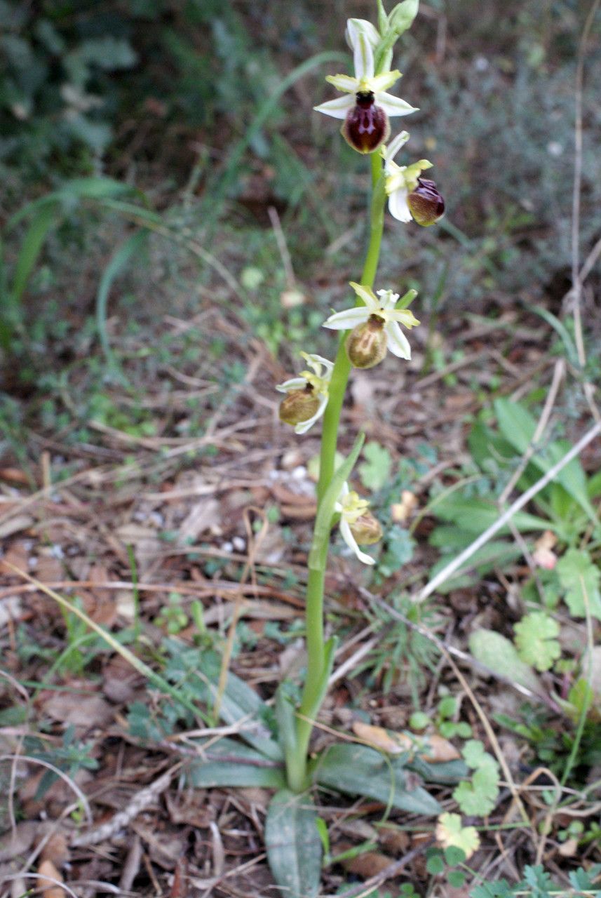 Ophrys arachnitiformis habit