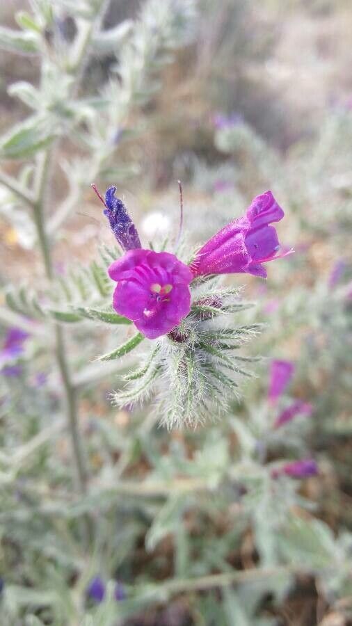 Echium humile flower