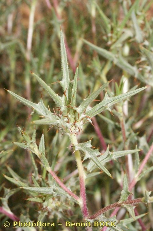 Atractylis delicatula bark