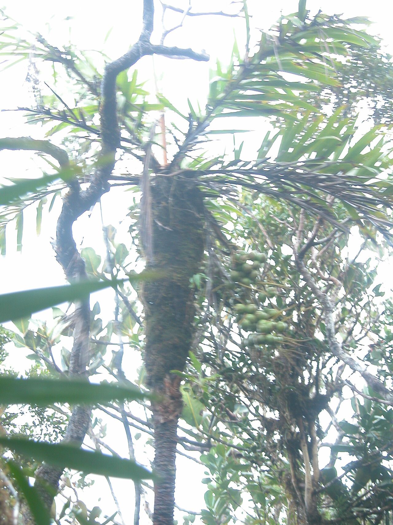 Dypsis coursii habit