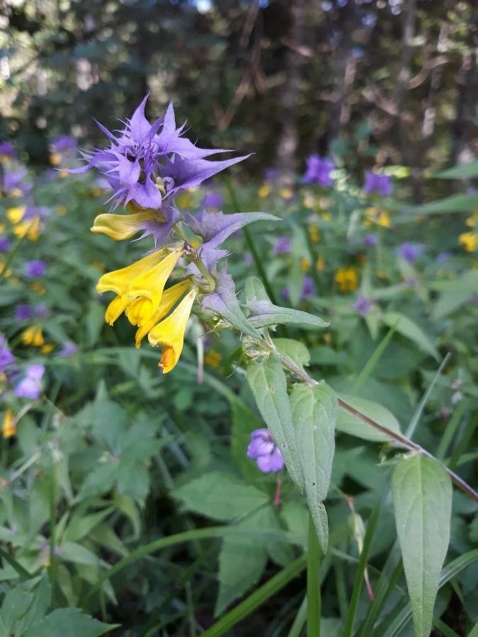 Melampyrum subalpinum flower