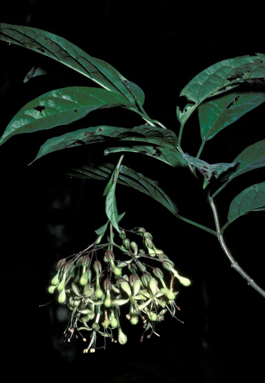 Clerodendrum henryi flower