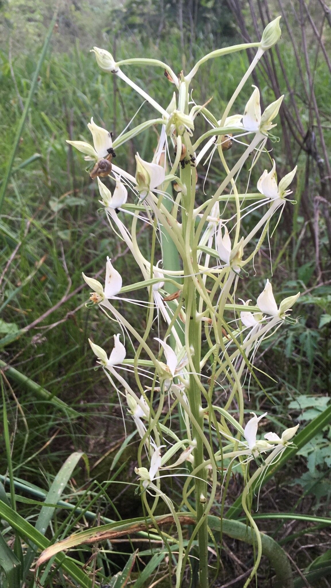 Habenaria armatissima — houseplant care guide
