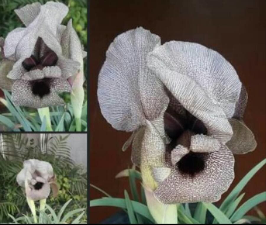 Iris yebrudii flower