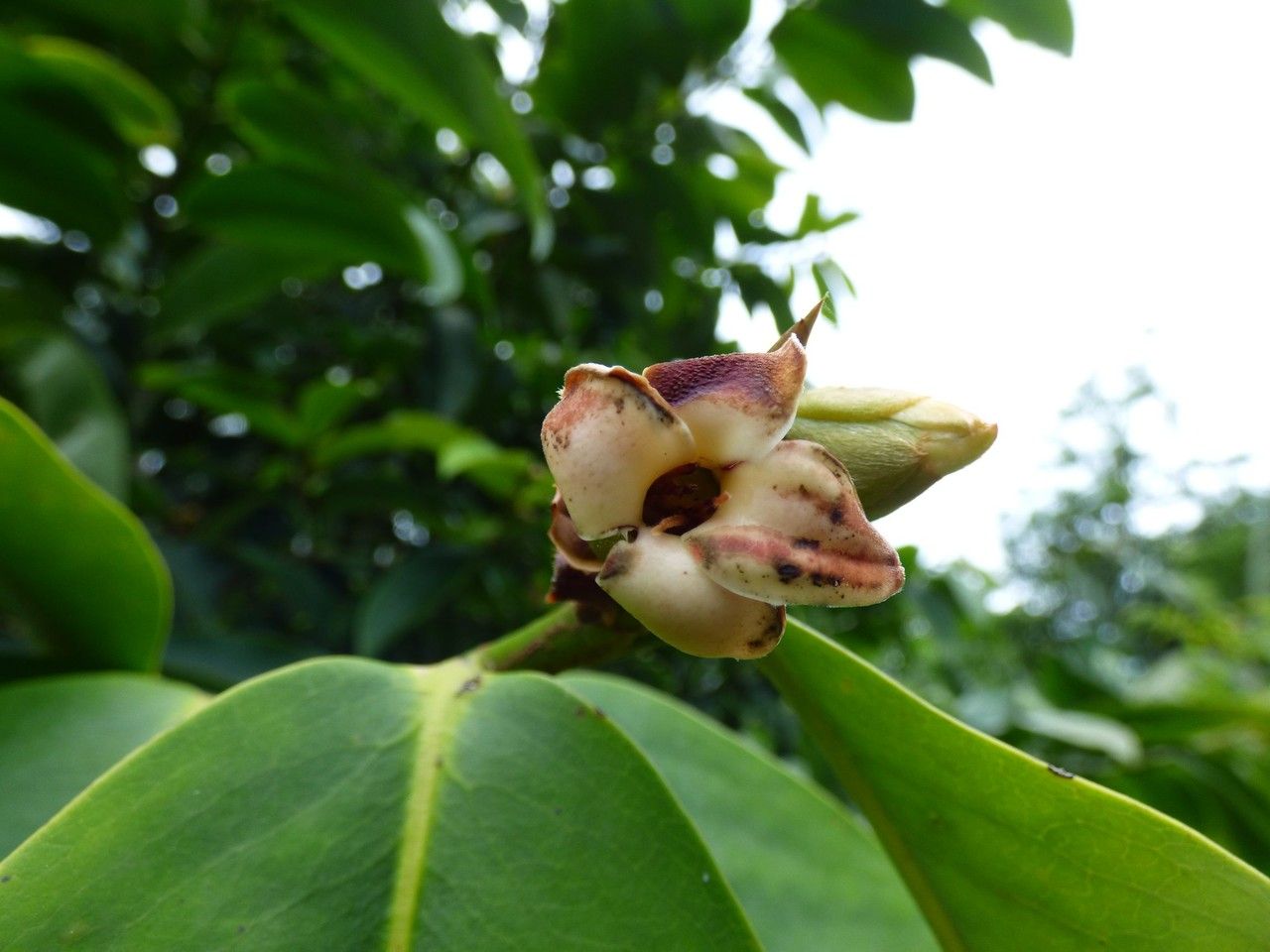 Diospyros blancoi flower
