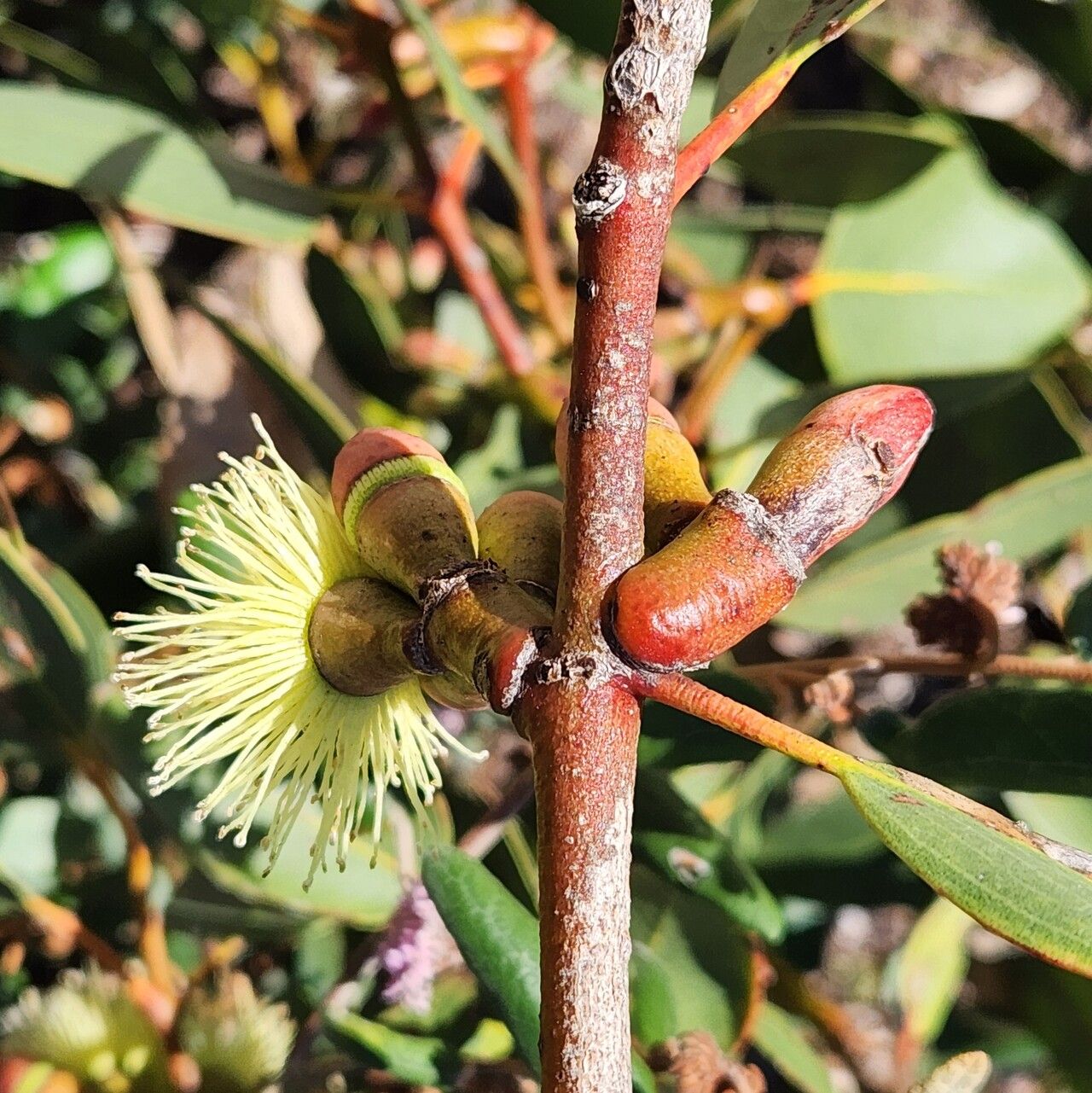 Eucalyptus grossa flower