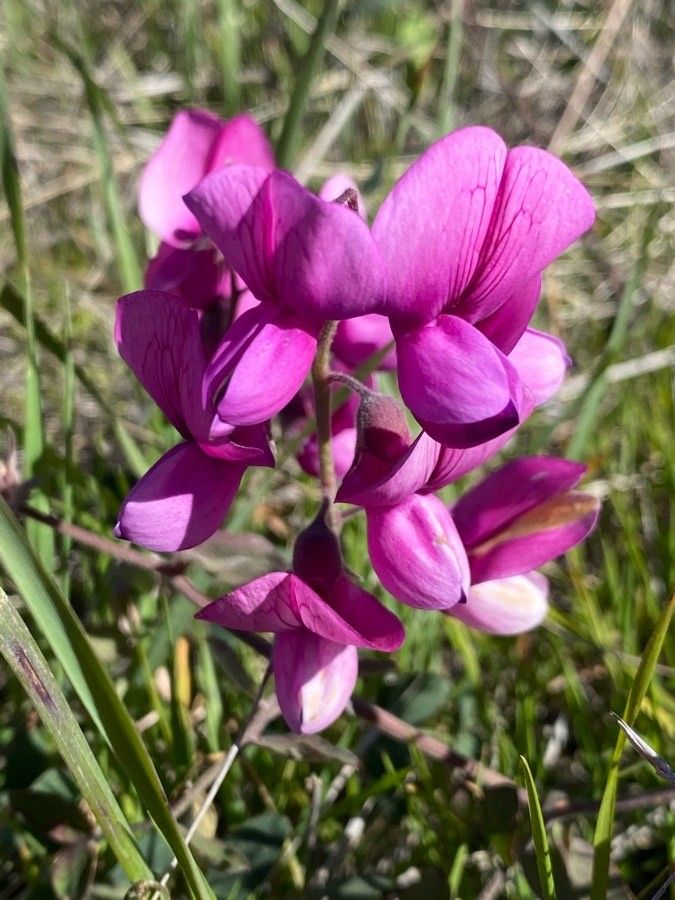 Lathyrus vestitus — search result for 'Lathyrus'