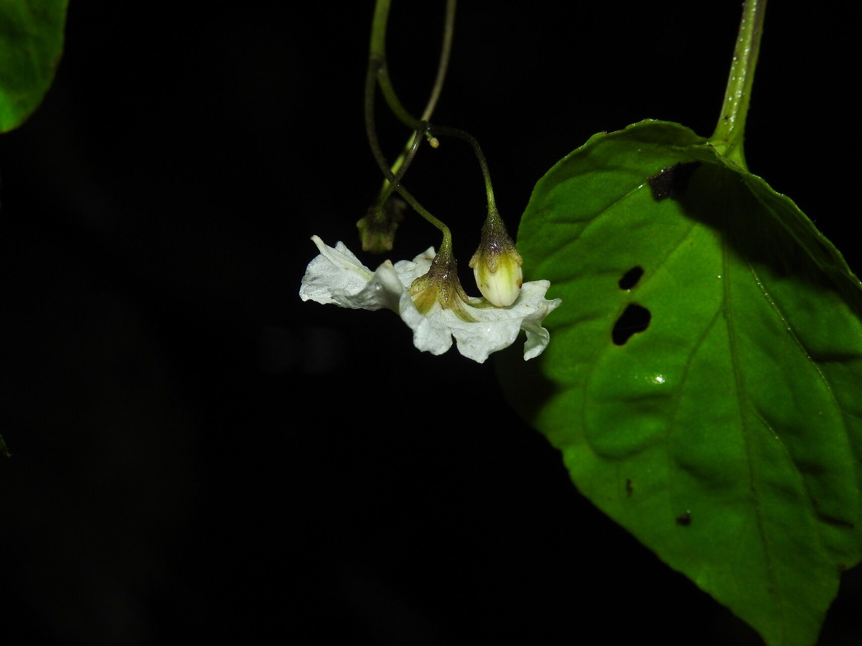 Solanum dalibardiforme flower