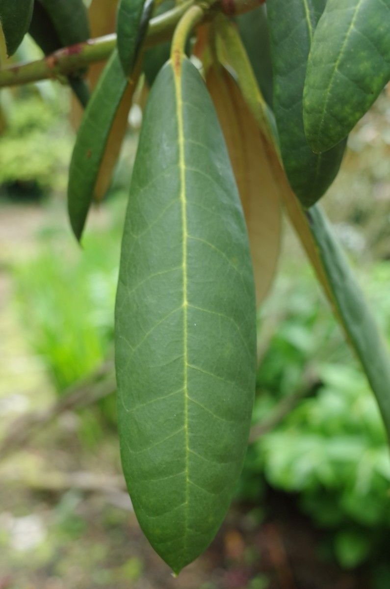 Rhododendron galactinum leaf