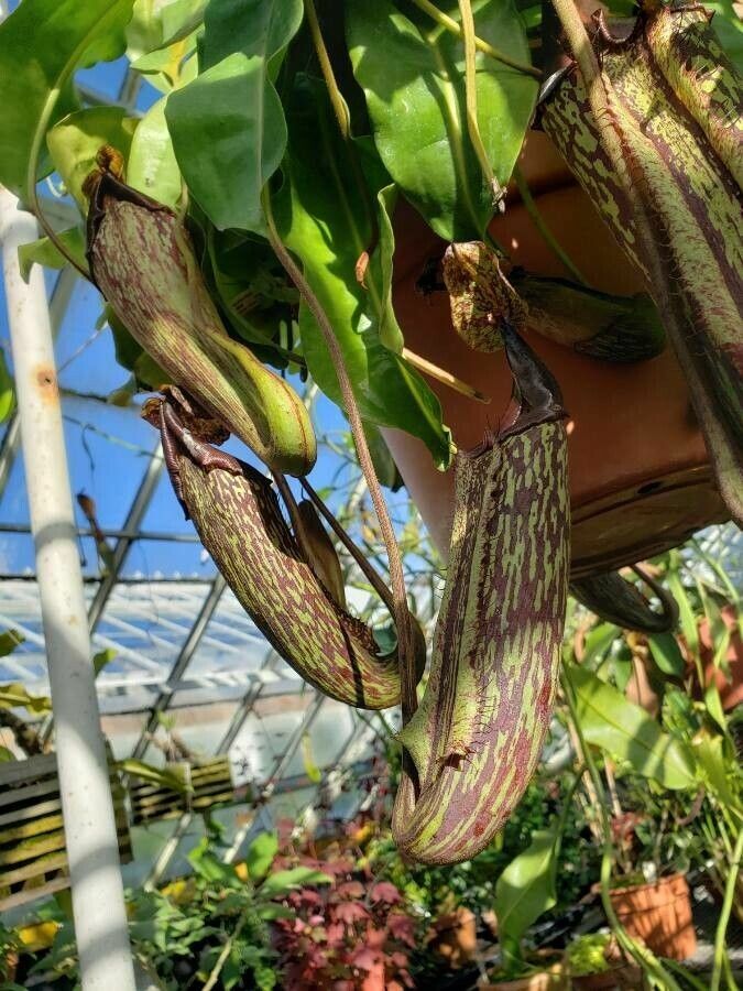 Nepenthes spp. — search result for 'Nepenthes'