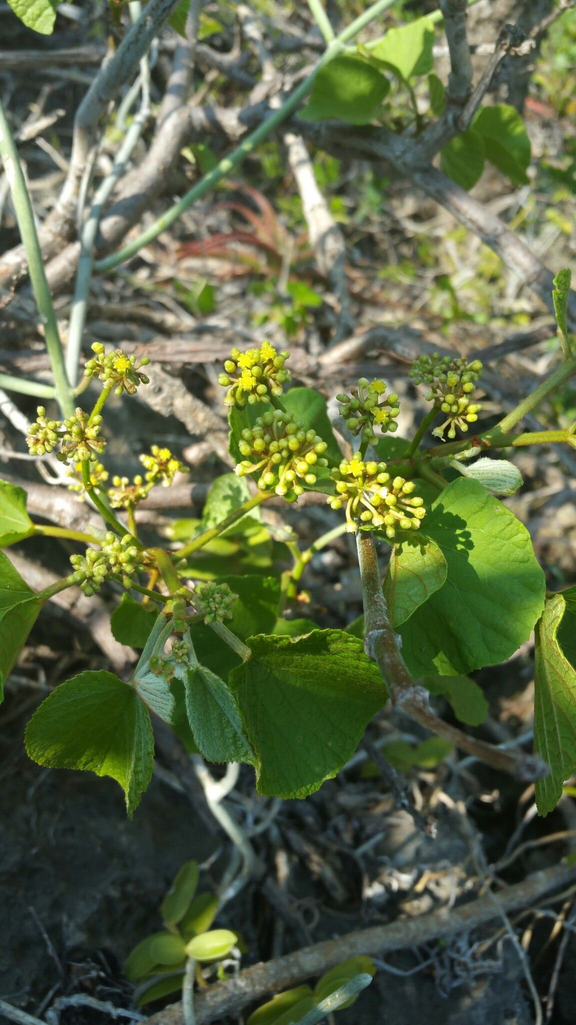 Cissus madecassa flower