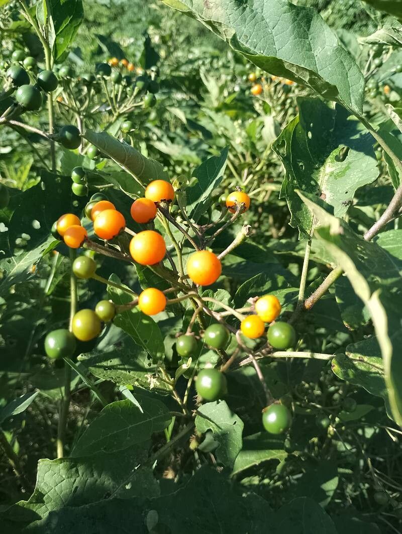 Solanum guaraniticum fruit