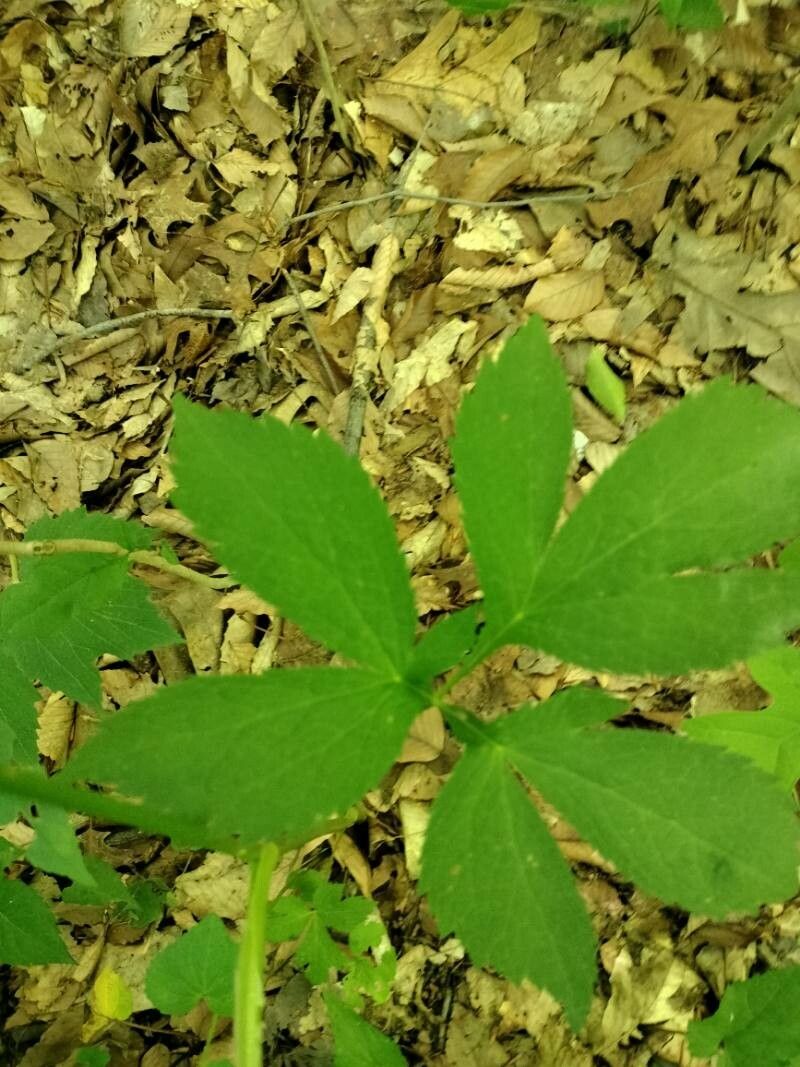 Cryptotaenia canadensis leaf