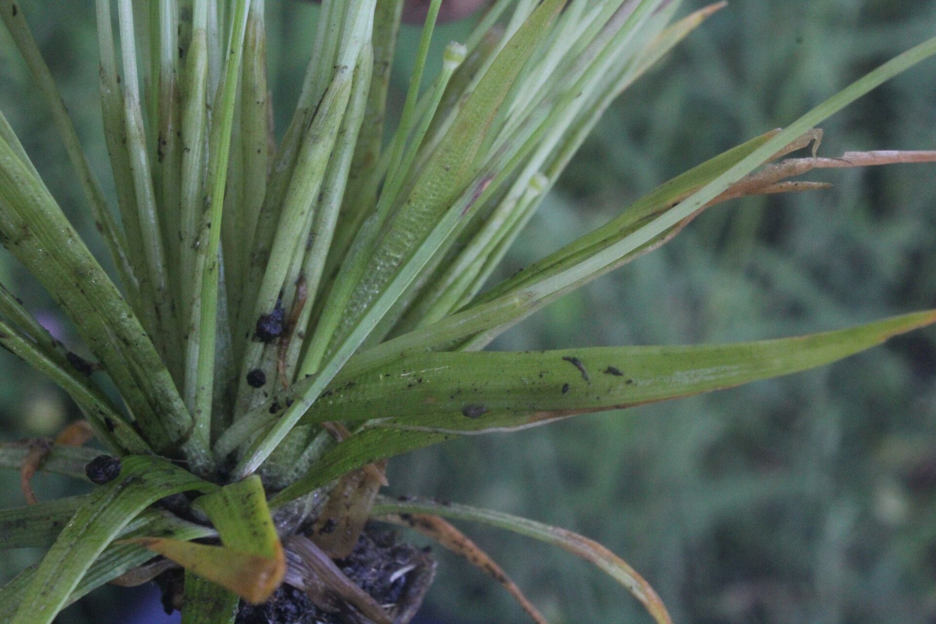 Eriocaulon seemannii bark