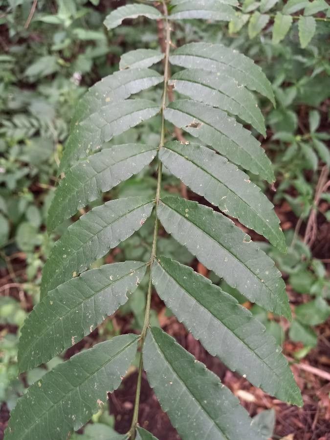 Zanthoxylum rhoifolium — search result for 'Rutaceae'